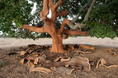 Sustainability